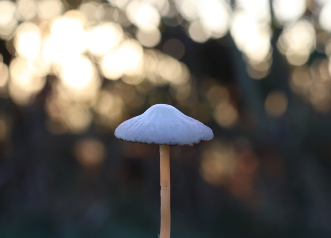 Embrace Simplicity with a Wabi-Style Mushroom Table Lamp